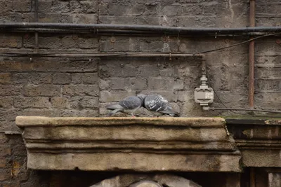 DSC_5884 (Large).JPG